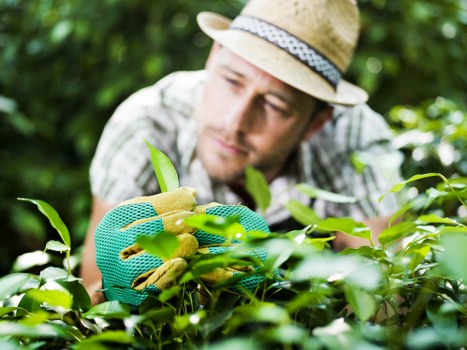 Supplier audit documentation for arboriculture business